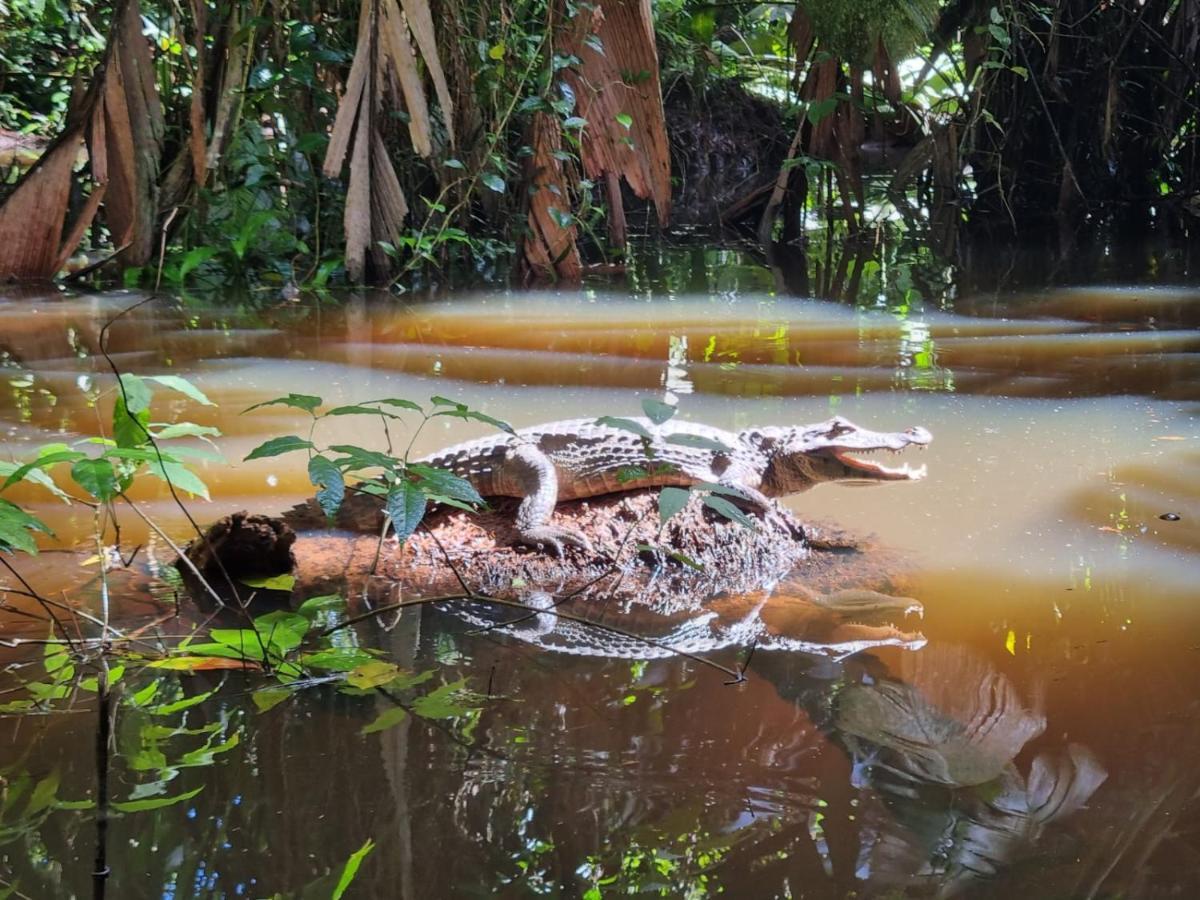Micheck Beach House Tortuguero Exterior photo
